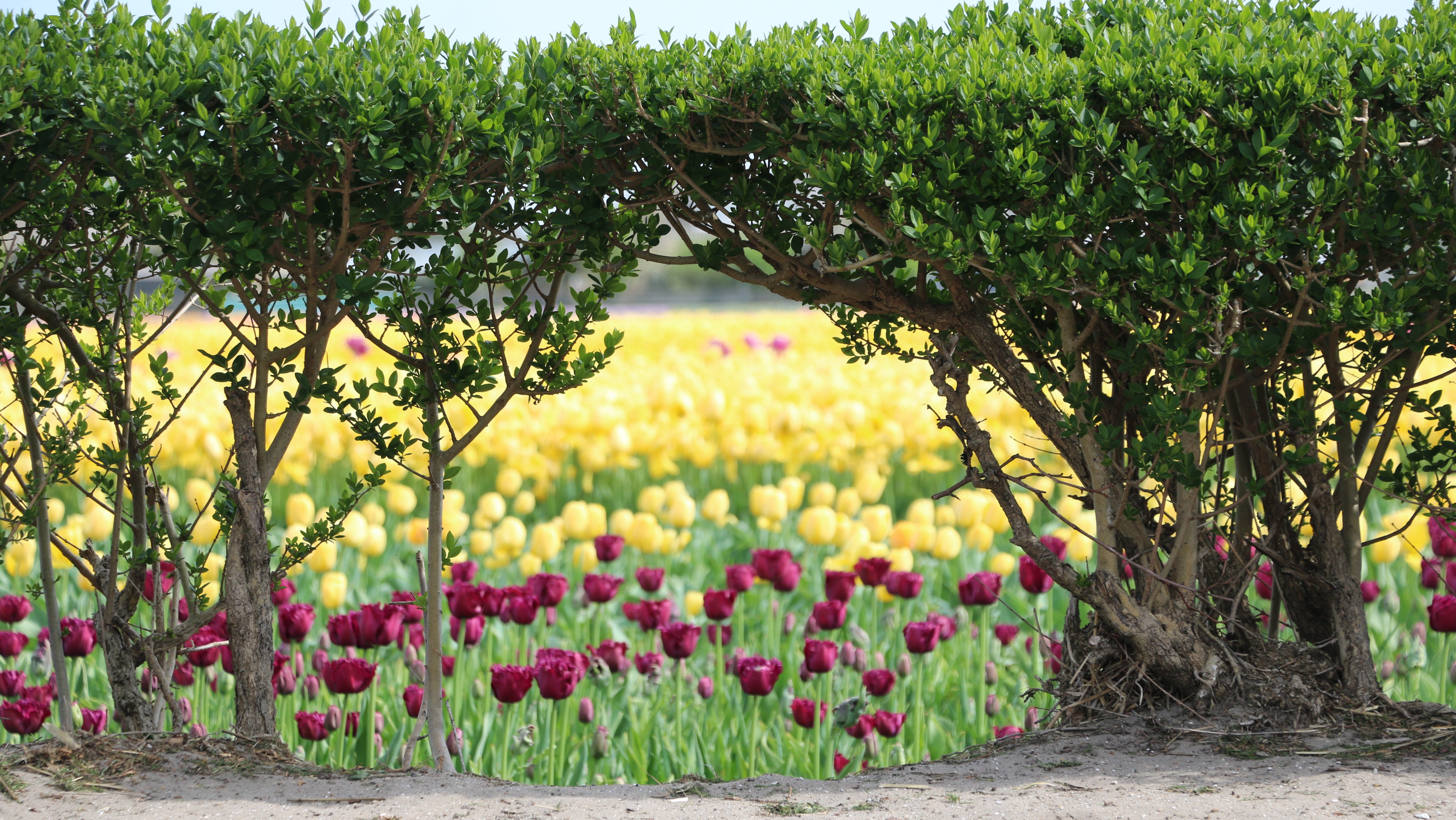 Hollandse Bloemenroute | Fietsenroute Langs De Bloemenvelden 35km