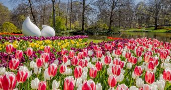 Enjoy the tulips at Keukenhof