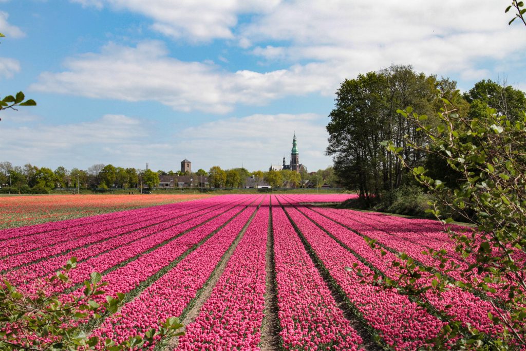 Tulpenroute Lisse Holland