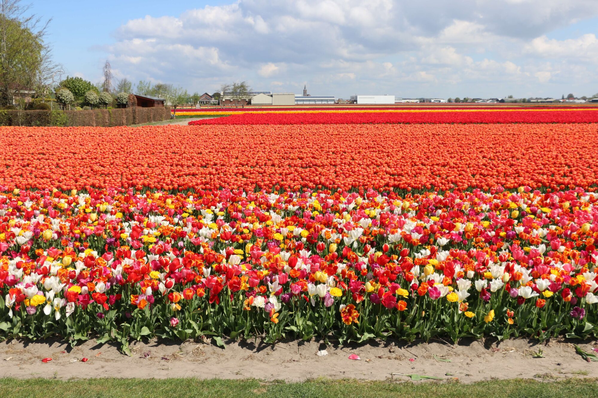 Tulpen Showtuin Van De Bollenstreek Tulpen Mix Flower Tour